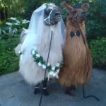 Llama alpaca wedding bride groom pet ceremony Logan, Beenleigh, brisbane, Gold Coast, Tamborine mountain, Windaroo, Waterford, Queensland 