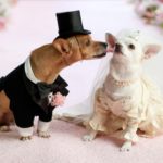 dog pet friendly wedding assistant marriage ceremony cherish ceremonies logan brisbane beenleigh windaroo waterford queensland